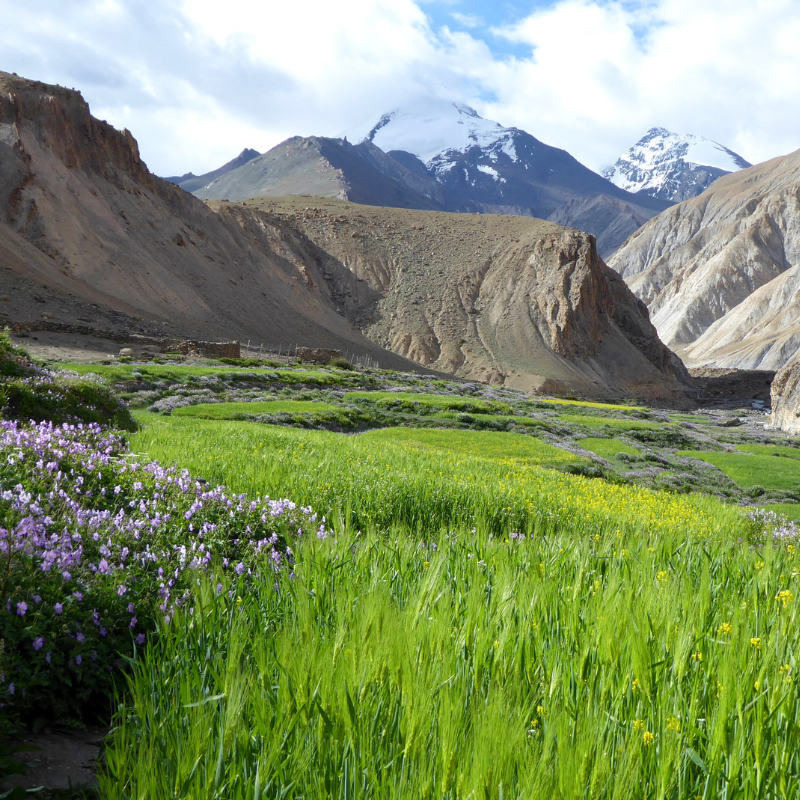 Markha Valley Trek