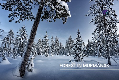 forest in Murmansk